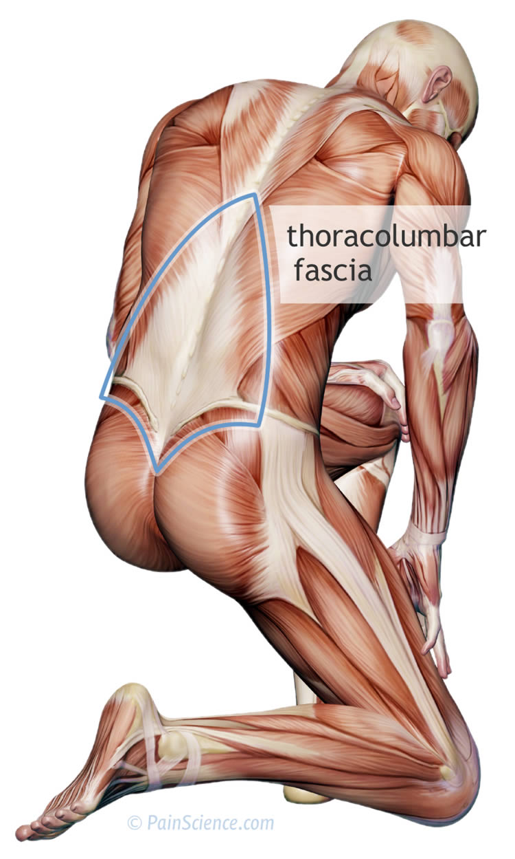 thoracolumbar-fascia-xl