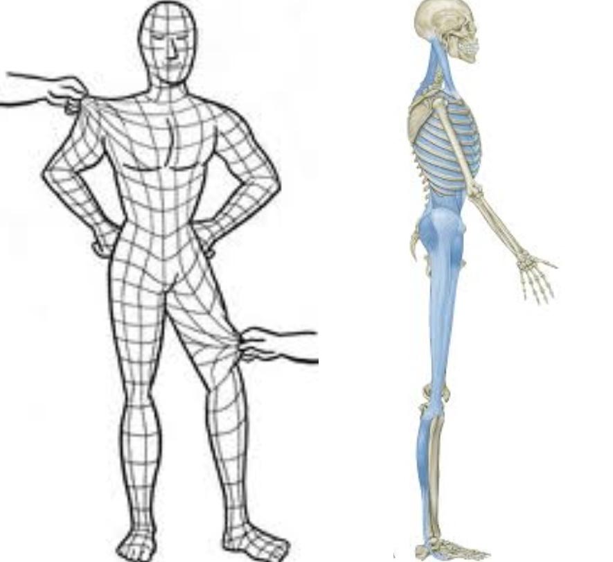 3-4-fascia-skeletal