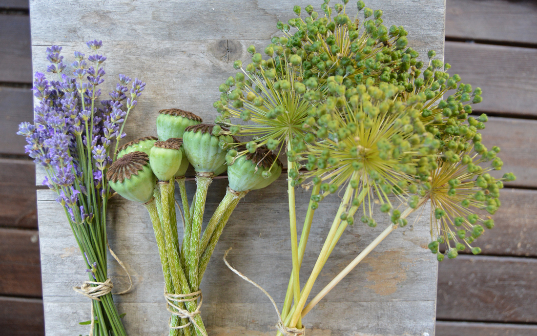 herbs-lavender-poppy-flower-allium